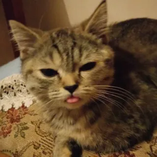 😕 2d175256 Katze, Haustier, Tier, süß, Kätzchen, Hauskatze, getigerte Katze telegram sticker