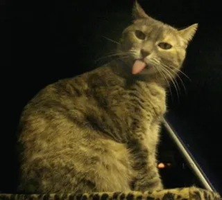 😝 310cab53 Katze, Tier, Zunge, lustig, Haustier, Haustier telegram sticker