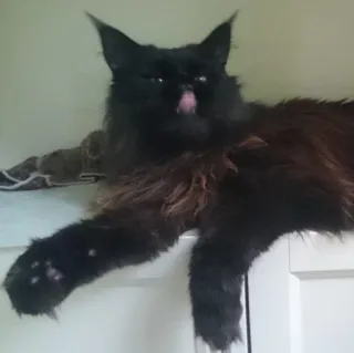 😎 33f574eb Katze, schwarze Katze, Haustier, Haustier, Maine Coon telegram sticker