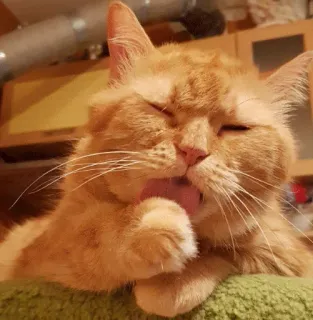 😋 3924f7c0 Katze, Tier, lecken, Haustier, orange, häuslich telegram sticker