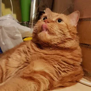 😮 4e17433e Katze, lustig, Haustier, süß, Tier, Meme, Zunge, orange telegram sticker