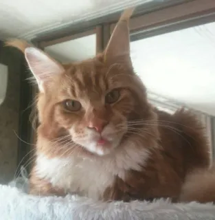 😳 4e435a26 Katze, Haustier, Tier, Rote Katze, Maine Coon, Katzenartig telegram sticker