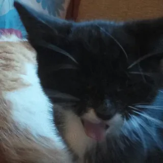 😁 5ef0e616 Katze, Pflege, Tier, Haustier, Katzenartig, Hauskatze, Lecken, Schwarze Katze telegram sticker