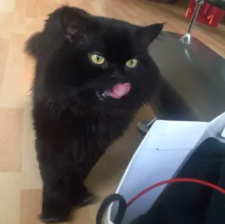 😎 68bb1955 Katze, schwarze Katze, Haustier, Tier, Haustier, lecken, flauschig, Katzenartig telegram sticker