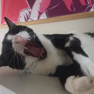 😴 734694ea Katze, Gähnen, Schwarzweiß, Tier, Säugetier, Hauskatze telegram sticker