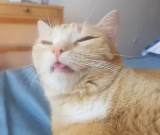 😩 776f4777 Katze, Tier, Haustier, Orangene Katze, Süß, Hauskatze, Zunge raus, Lustig, Albern telegram sticker