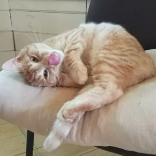 😏 7f40aba2 Katze, Tier, Haustier, Katzenartig, Hauskatze, Orange Katze, Süß, Lecken telegram sticker