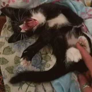 🤤 7f7b4f89 Katze, Haustier, Tier, Tuxedo Katze, Gähnen, Haustier, Katzenartig, Säugetier telegram sticker