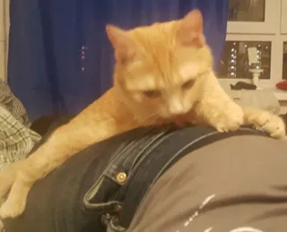 😗 82c8006f Katze, Haustier, Tier, Hauskatze, Orange Katze telegram sticker