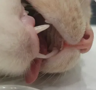 😴 8ce0f90c Katze, Zähne, Tier, Haustier, Katzenartig, Maul, Fangzähne telegram sticker