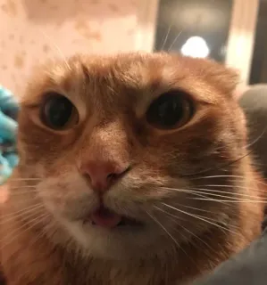 👹 916154dc Katze, orange Katze, Tier, Haustier, süß, lustig, Nahaufnahme, Gesicht telegram sticker