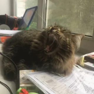 😩 9ba25dc9 Katze, Gähnen, Haustier, Tier, Hauskatze, Fenster telegram sticker