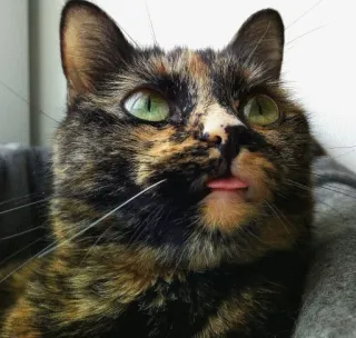 😏 9cca68eb Katze, Tier, Haustier, Zunge, süß, Schildpatt, Katzenartig telegram sticker