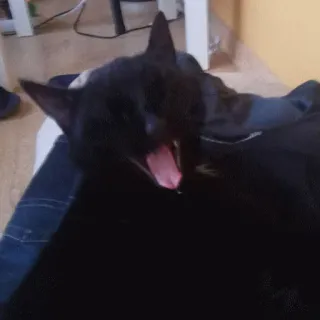 🤗 a0e12f94 Katze, Gähnen, Tier, Haustier, schwarze Katze telegram sticker