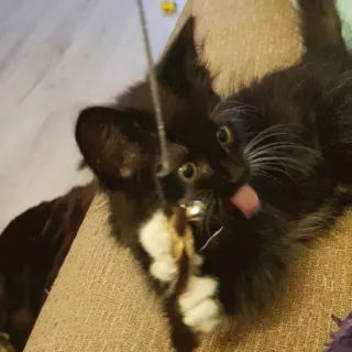 😲 a15e8395 Katze, Kätzchen, Haustier, Tier, schwarze Katze, spielen, Zunge raus telegram sticker