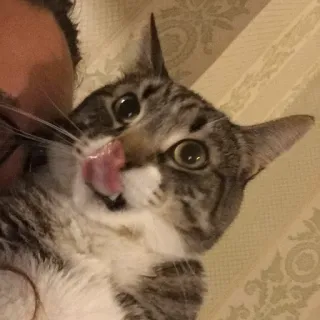 🤔 a7a9d2cb Katze, lecken, Tier, Haustier, süß, getigert, Hauskatze telegram sticker