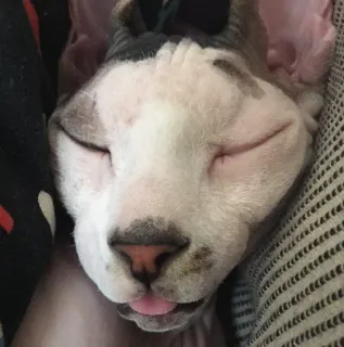 lizyk telegram stickers