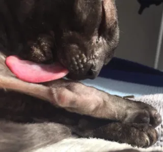 😉 b68bb44a Katze, lecken, Zunge, putzen, Haustier, Tier telegram sticker