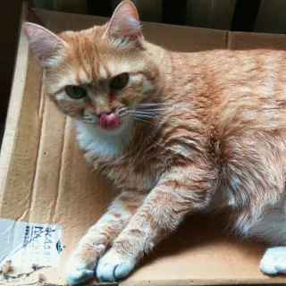 😐 b8c4b8df Katze, orange Katze, Haustier, Tier, Karton, niedlich, lecken telegram sticker