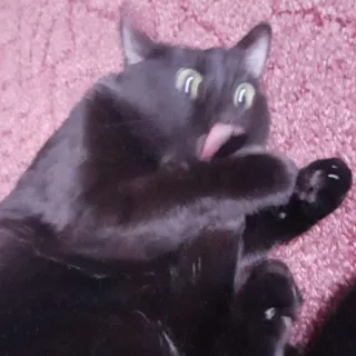 ☹️ baa652e7 Katze, schwarze Katze, Tier, Haustier, leckend, lustig telegram sticker