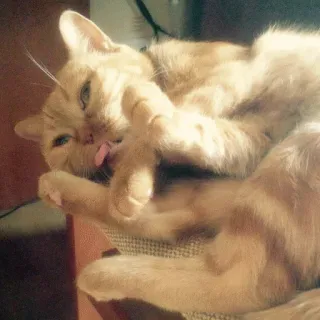 😴 bab01074 Katze, Haustier, Tier, Orange Katze, Katzenartig, Lecken, Süß, Hauskatze telegram sticker