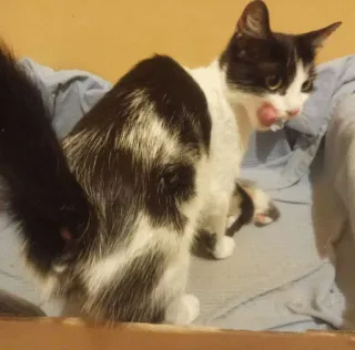 😉 c01e1b49 Katze, Tier, Haustier, Schwarzweiß, Hauskatze telegram sticker