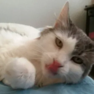 😚 c22978c4 Katze, Haustier, Tier, Hauskatze, süß, niedlich telegram sticker