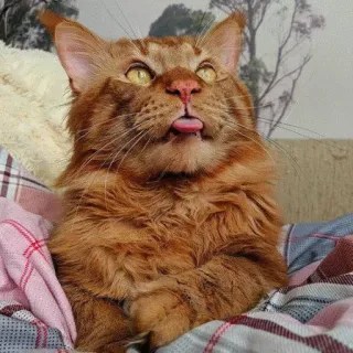 😇 c353a57b Katze, Tier, Zunge, süß, Haustier, Säugetier telegram sticker