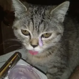 🥄 cd2a3247 Katze, Kätzchen, Tier, Haustier, Hauskatze, Tigerkatze telegram sticker