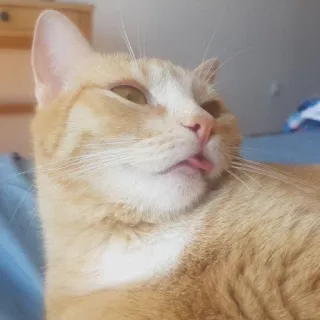 😉 d0b1013e Katze, Tier, Haustier, Orange Katze, Zunge raus telegram sticker