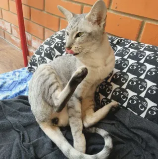 😐 d0fa8a26 Katze, Haustier, Tier, Katzenartig, Hauskatze, Lecken, Kissen telegram sticker