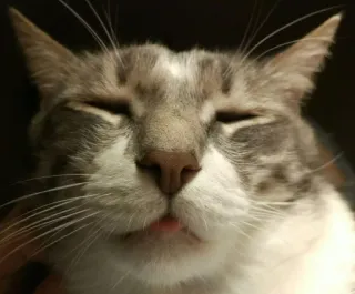 😏 db0ed38d Katze, Haustier, Tier, häuslich, süß, schläfrig, entspannt, Katzenartig telegram sticker