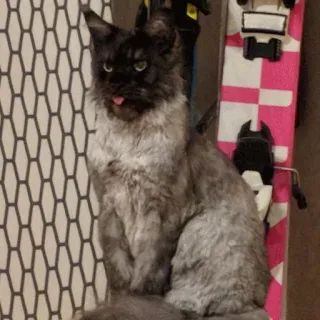 🙄 e1fc565a Katze, Haustier, Tier, Zunge, süß, Hauskatze, Katzenartig telegram sticker