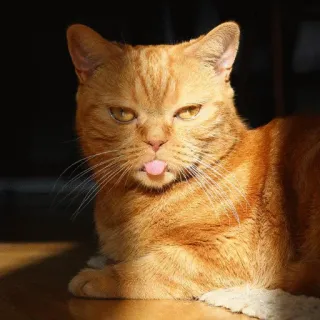 😎 e218eb5b Katze, orange Katze, Haustier, Tier, lustig, Zunge, Säugetier, Hauskatze telegram sticker