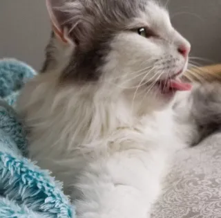 😖 e2314597 Katze, Tier, Hauskatze, Säugetier, Haustier, Zunge, süß telegram sticker