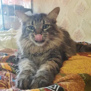 😳 e5d56943 Katze, lecken, Haustier, Tier, häuslich, Katzenartig telegram sticker