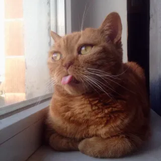 🤢 e64d28cd Katze, Zunge, Tier, Haustier, Fenster, Orange, Hauskatze, Katzenartig telegram sticker