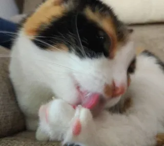 🤓 e8ca03b5 Katze, Glückskatze, leckend, süß, Tier, Haustier, zahm telegram sticker