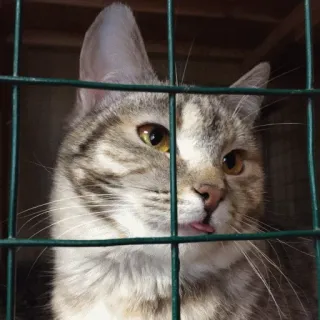 ☺️ ec193edf Katze, Tier, Haustier, Katzenartig, Zunge, süß, Kätzchen telegram sticker