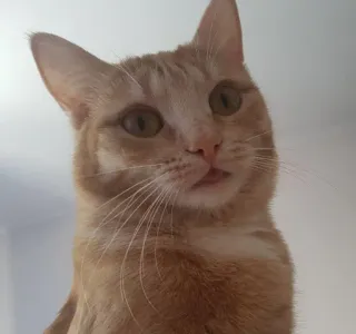 😒 ed3a237e Katze, Haustier, Tier, Katzenartig, Hauskatze, Säugetier telegram sticker