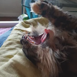 😴 ee004a94 Katze, gähnend, Haustier, Tier, Katzenartig telegram sticker