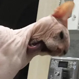 lizyk telegram stickers