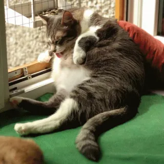 😎 ef9b47b4 Katze, Haustier, Tier, Fenster, Hauskatze, Katzenartig telegram sticker