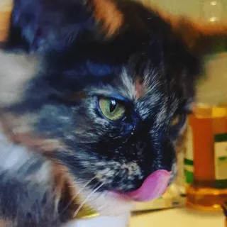 🤔 f3d9da5d Katze, Tier, Haustier, Haustier, süß, Kätzchen telegram sticker