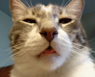 😕 fa44755a Katze, Tier, Haustier, Zunge, lustig, süß telegram sticker