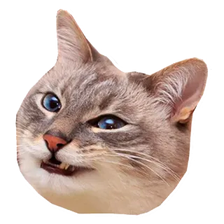 😏 0c2bbfc5 gato, animal, meme, engraçado, olhos azuis, animal de estimação telegram sticker