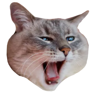 😫 1e1825de gato, animal, animal de estimação, bocejo, gato doméstico telegram sticker