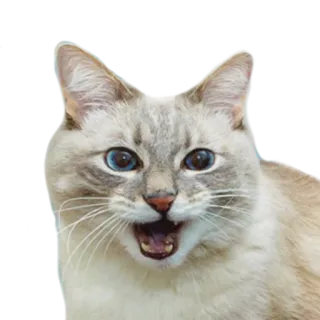 😲 2895eeba gato, animal, meme, gato gritando telegram sticker