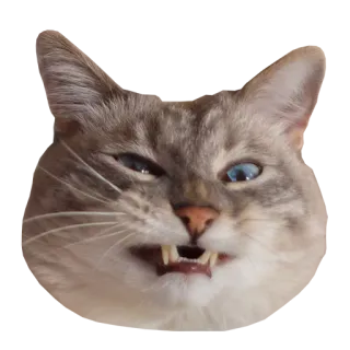 😁 3ee92be5 gato, animal, meme, engraçado, dentes, chiando, bravo telegram sticker