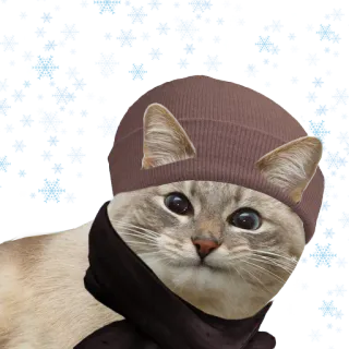 ❄️ 47ed5131 gato, gorro, cachecol, inverno, animal, animal de estimação, fofo telegram sticker